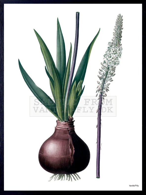 Kunstdruck Poster ONION Zwiebel | Bild 30x40 cm für die Küche | Vanilla Fly