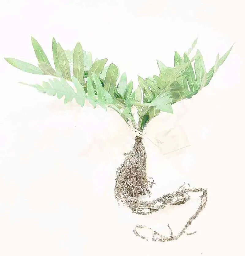 Lene Bjerre Kunstpflanze Farn mit Wurzel SALE 8,90 € | 11x26 cm