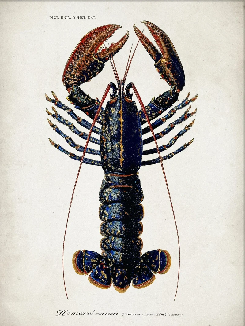 Kunstdruck 'Lobster' Poster - The Dybdahl Co