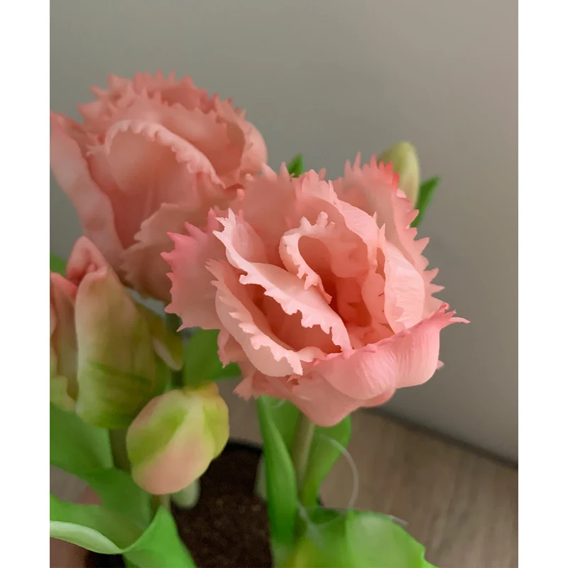 Tulpentopf „Barbados“ rosa