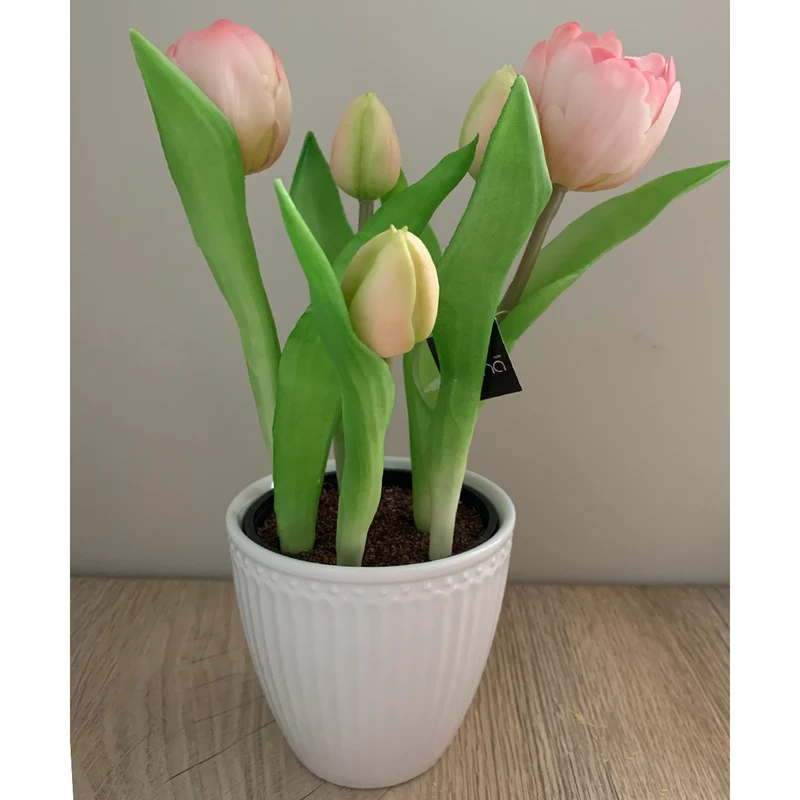 Tulpentopf „Sunny“ aprikot