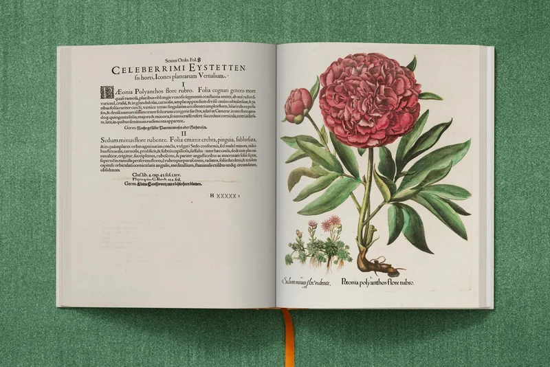The Garden at Eichstätt by Basilius Besler