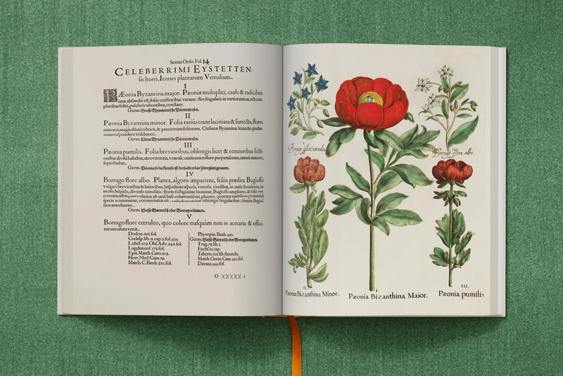 The Garden at Eichstätt by Basilius Besler