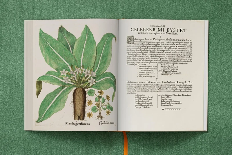 The Garden at Eichstätt by Basilius Besler