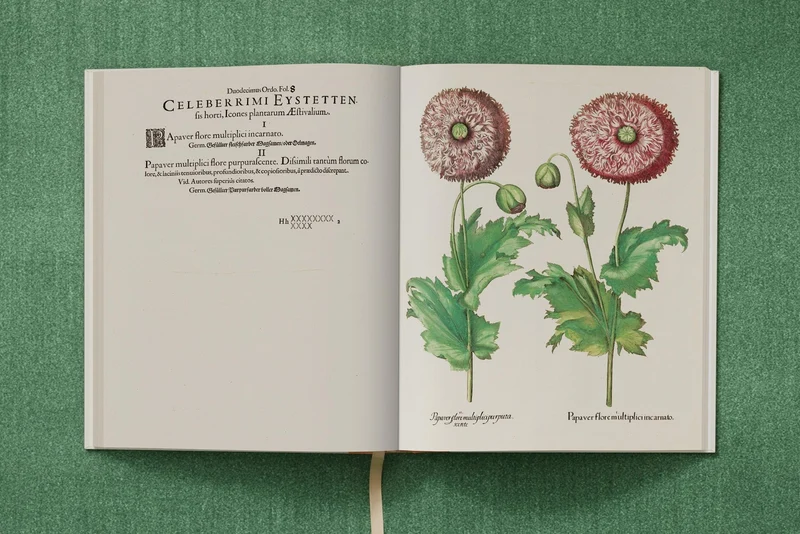The Garden at Eichstätt by Basilius Besler