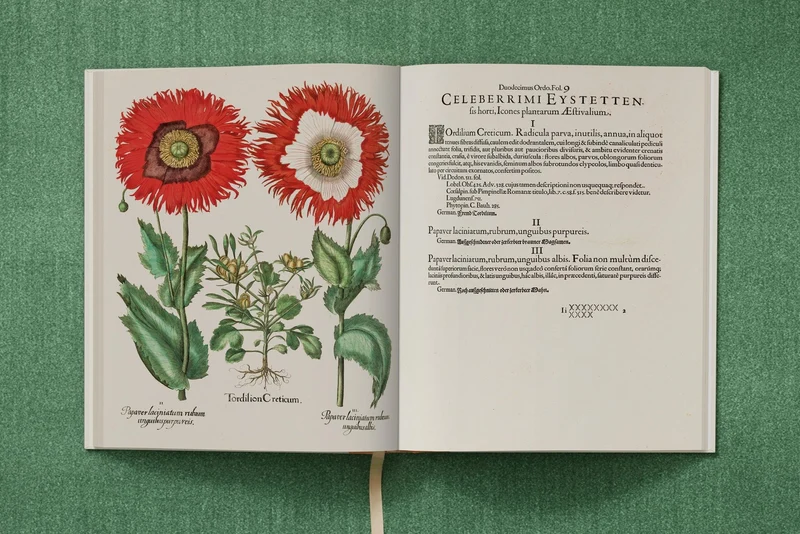 The Garden at Eichstätt by Basilius Besler