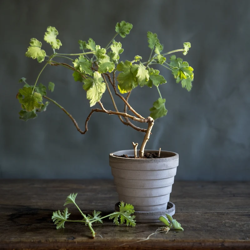 Blumentopf Planet 16 cm - Bergs Potter