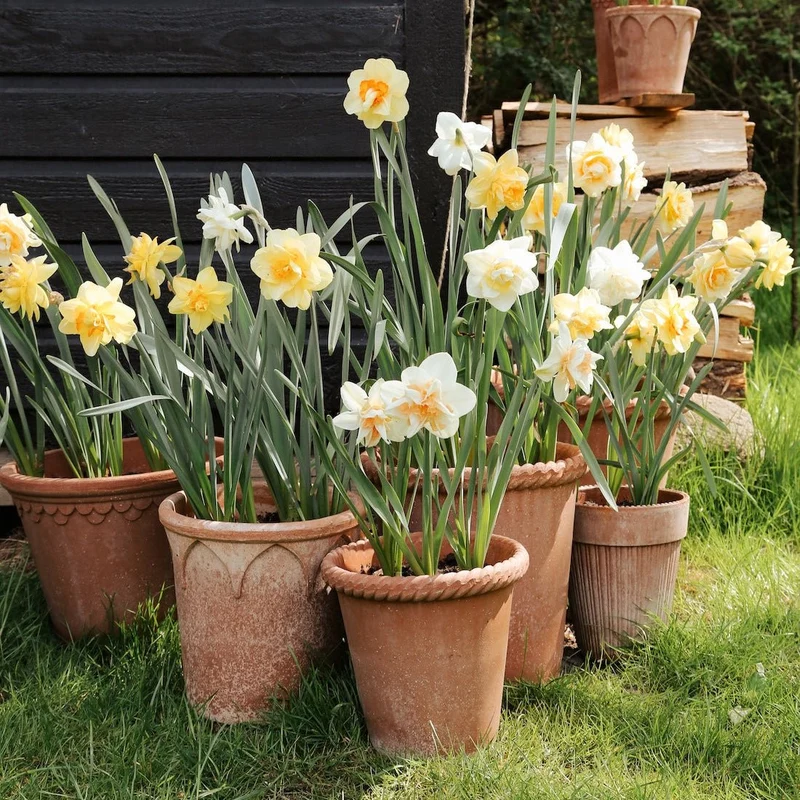 Blumentopf Emilia Rosa - Bergs Potter