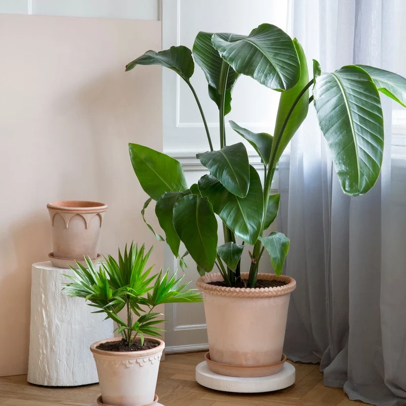 Blumentopf Emilia Rosa - Bergs Potter