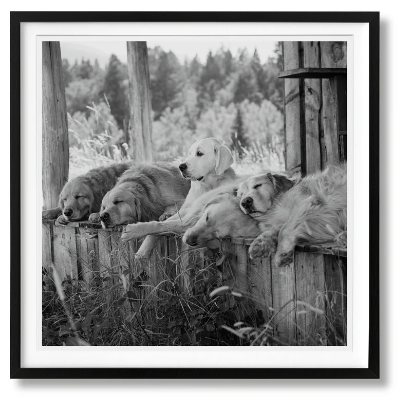 The Golden Retriever Photographic Society Art Edition No. 1–100