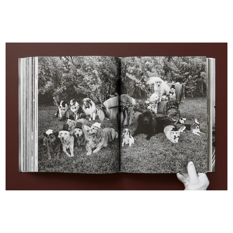 The Golden Retriever Photographic Society Art Edition No. 1–100