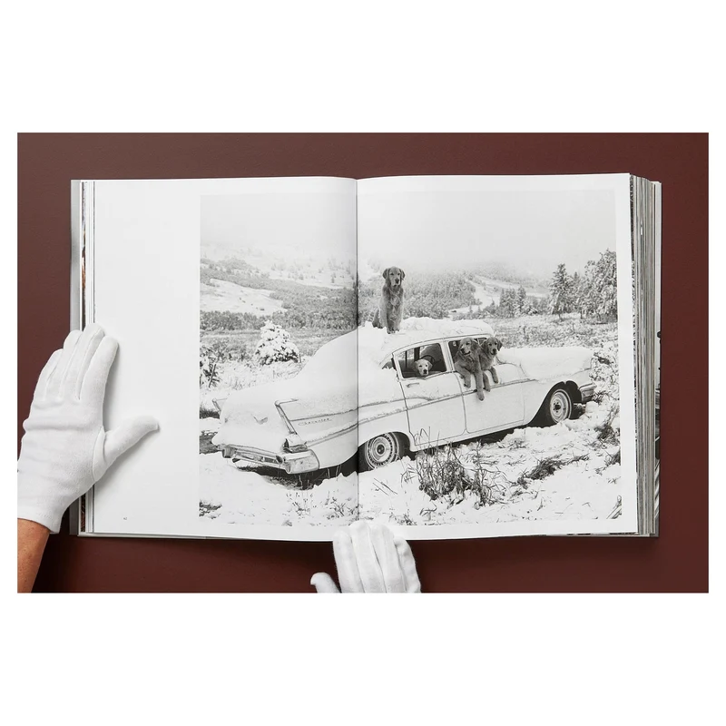 The Golden Retriever Photographic Society Art Edition No. 1–100