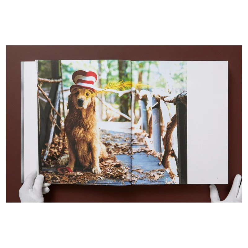 The Golden Retriever Photographic Society Art Edition No. 1–100