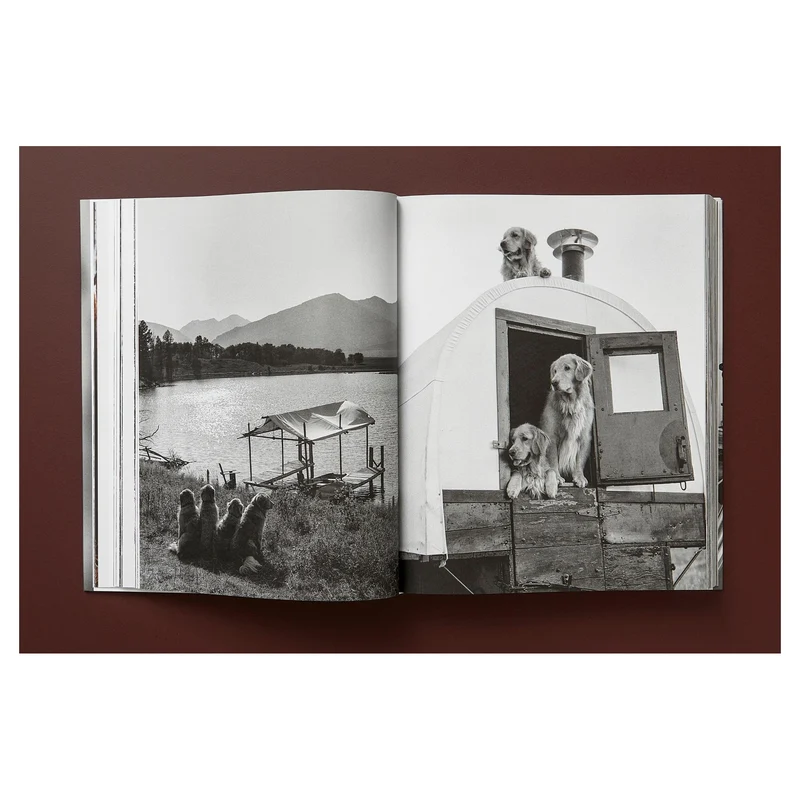 The Golden Retriever Photographic Society Art Edition No. 1–100