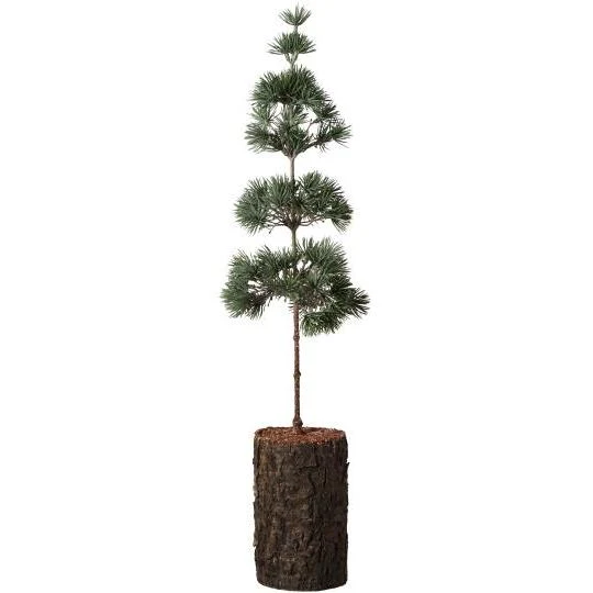 ZEDERNBAUM auf Rindenfuß ☆ ca. 60 cm Weihnachtsbaum Kunstpflanze