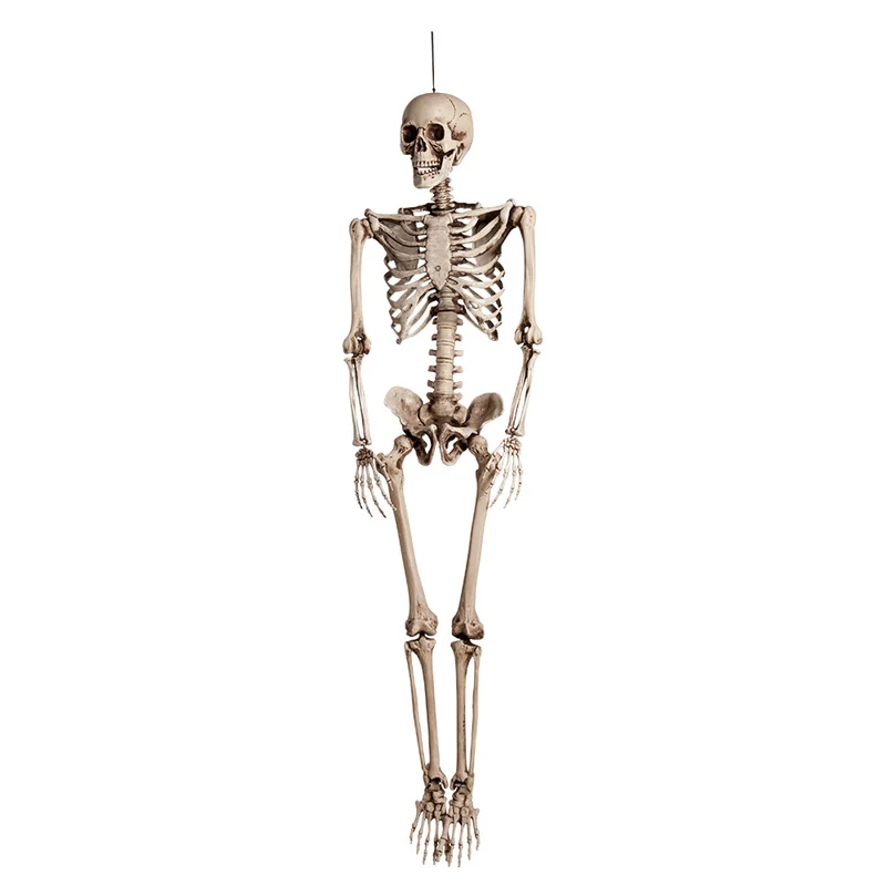 Skelett 160 cm Lebensgroß | Halloween Dekoration