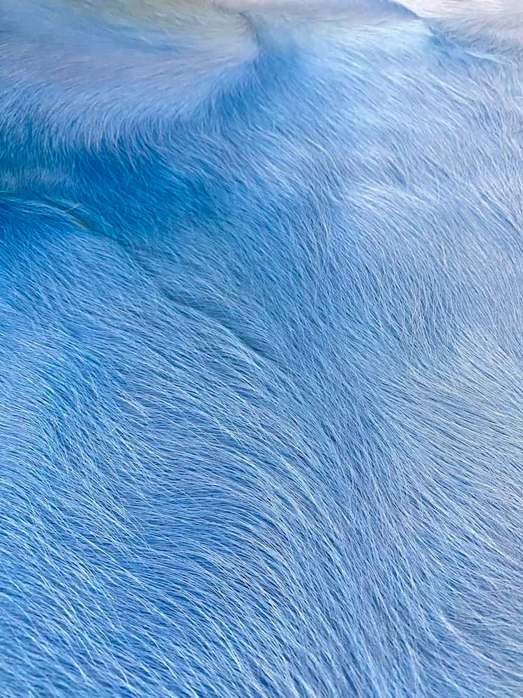 Kuhfell Teppich in Himmel Blau