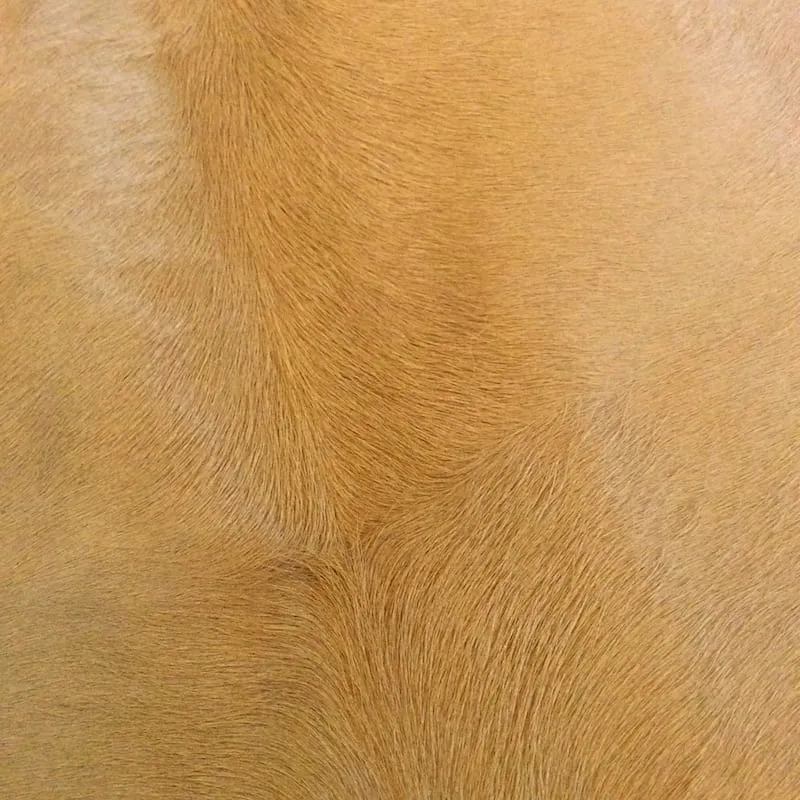 Kuhfell Teppich in Champagner Gold