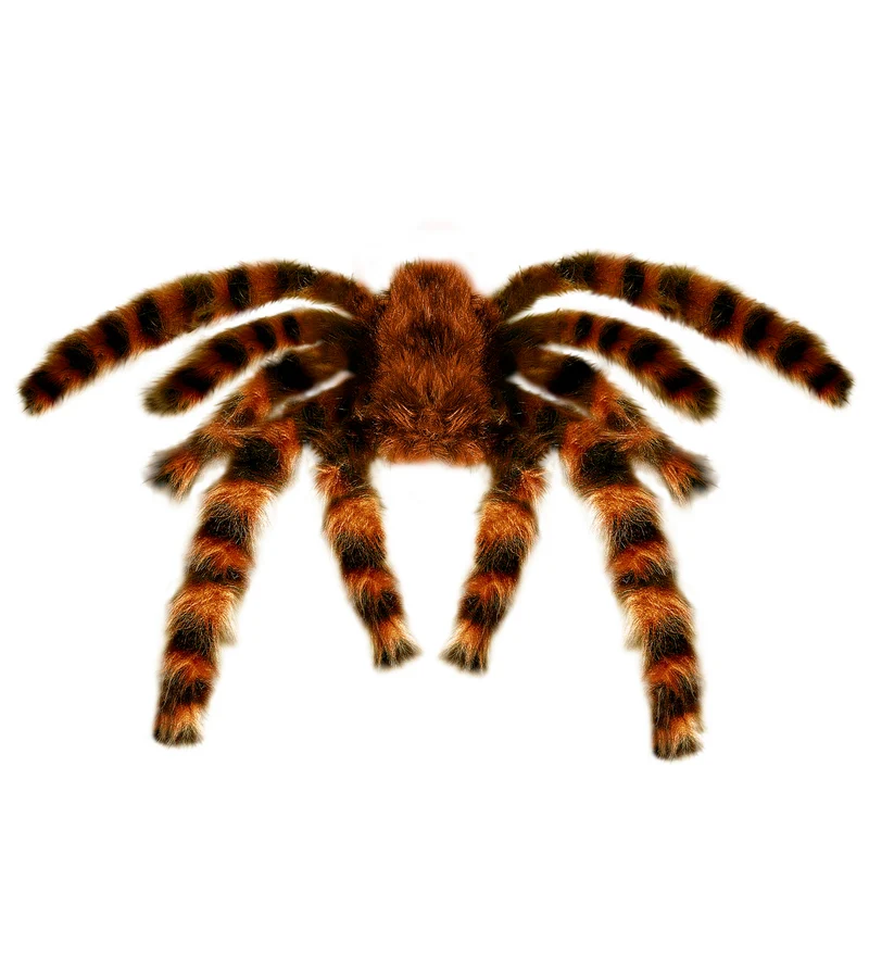 Halloween Dekoration "Riesige Haarige Vogelspinne" - 75 cm | Braun - Biegbar