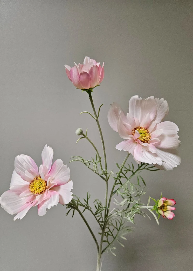 Textil Cosmea, verschiedene Farben