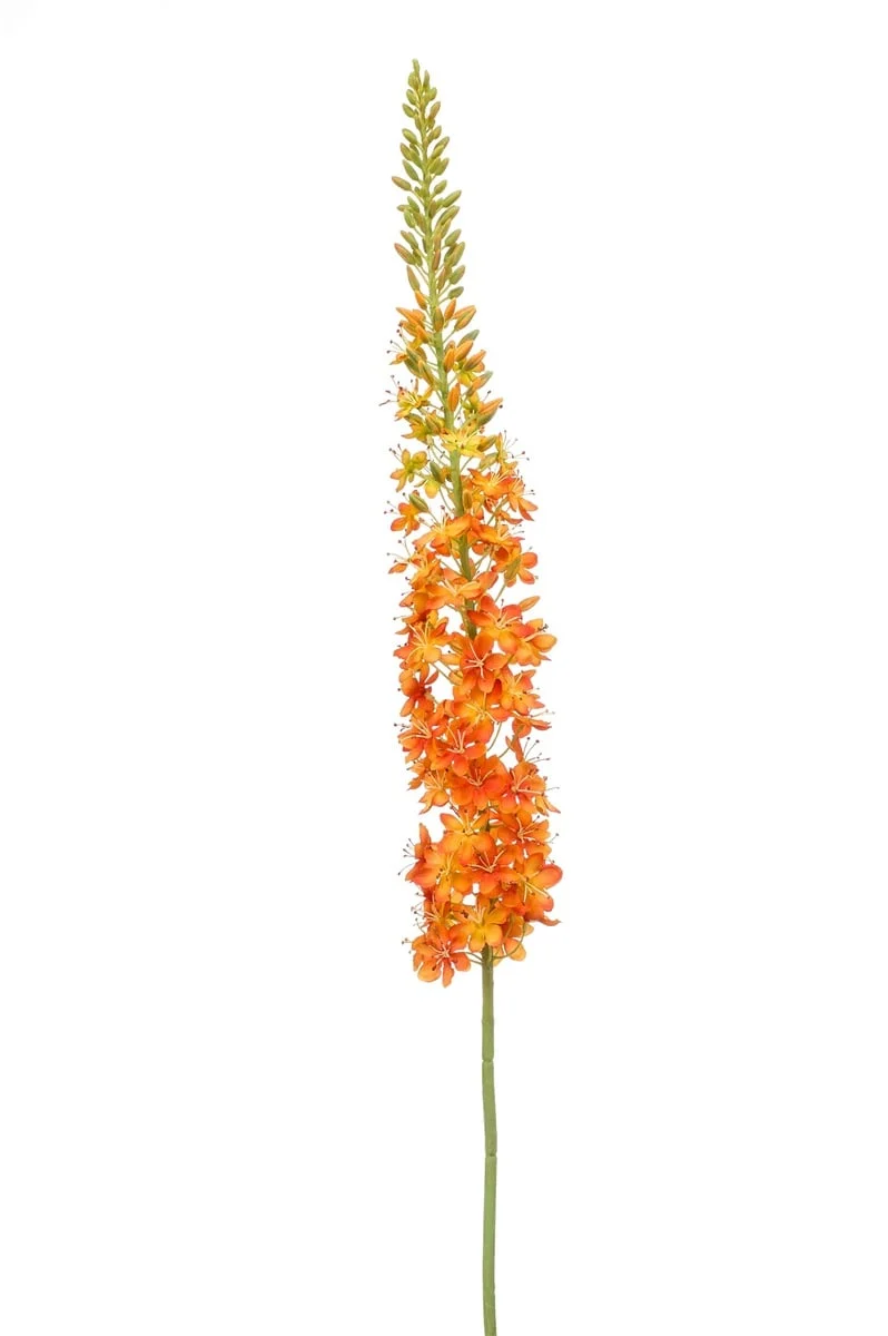 Textil Eremurus XL (130 cm)