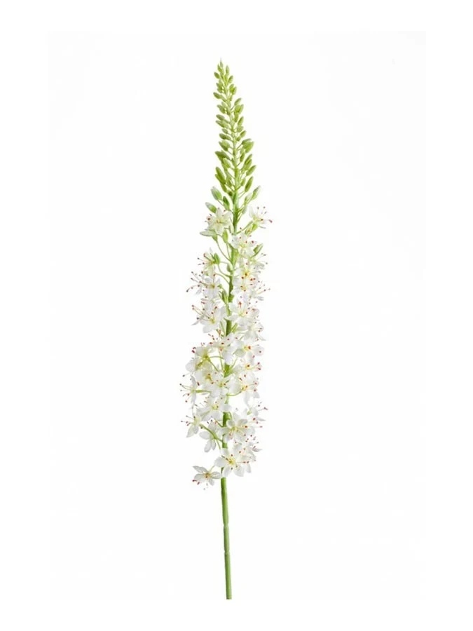Textil Eremurus (105 cm)