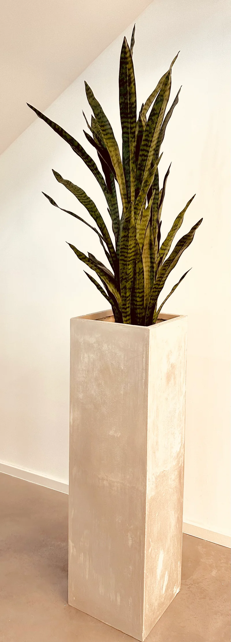 Textil Sansevieria (70 / 97 / 115 / 140 cm)