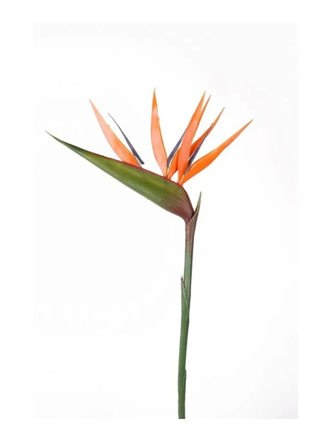 Textil Strelizien-Blüte, orange