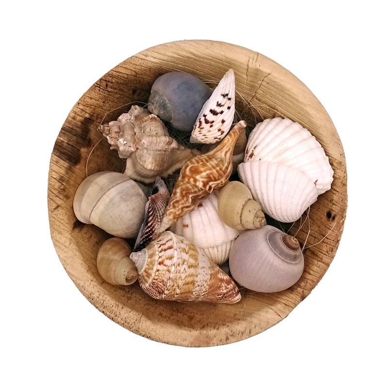 Logbuch-Verlag Muscheln in runder Schale 13x13x5 cm – Naturdeko ca. 90g echte Muscheln & Schnecken – Maritime Tischdeko & DIY-Zubehör